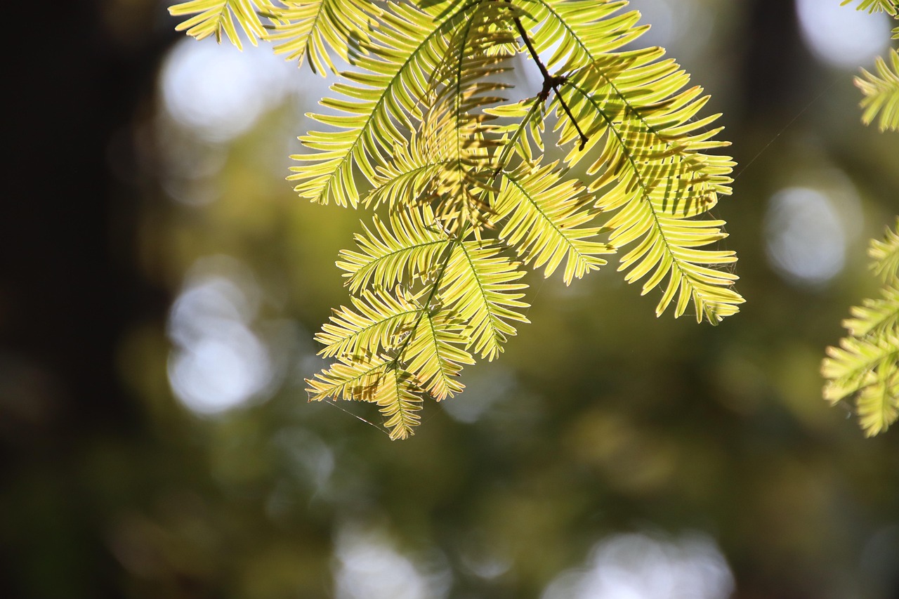 dawn redwood leaves foliage botany flora forest nature metasequoia