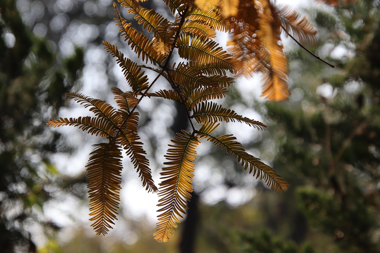 dawn redwood leaves foliage branches flora botany forest nature