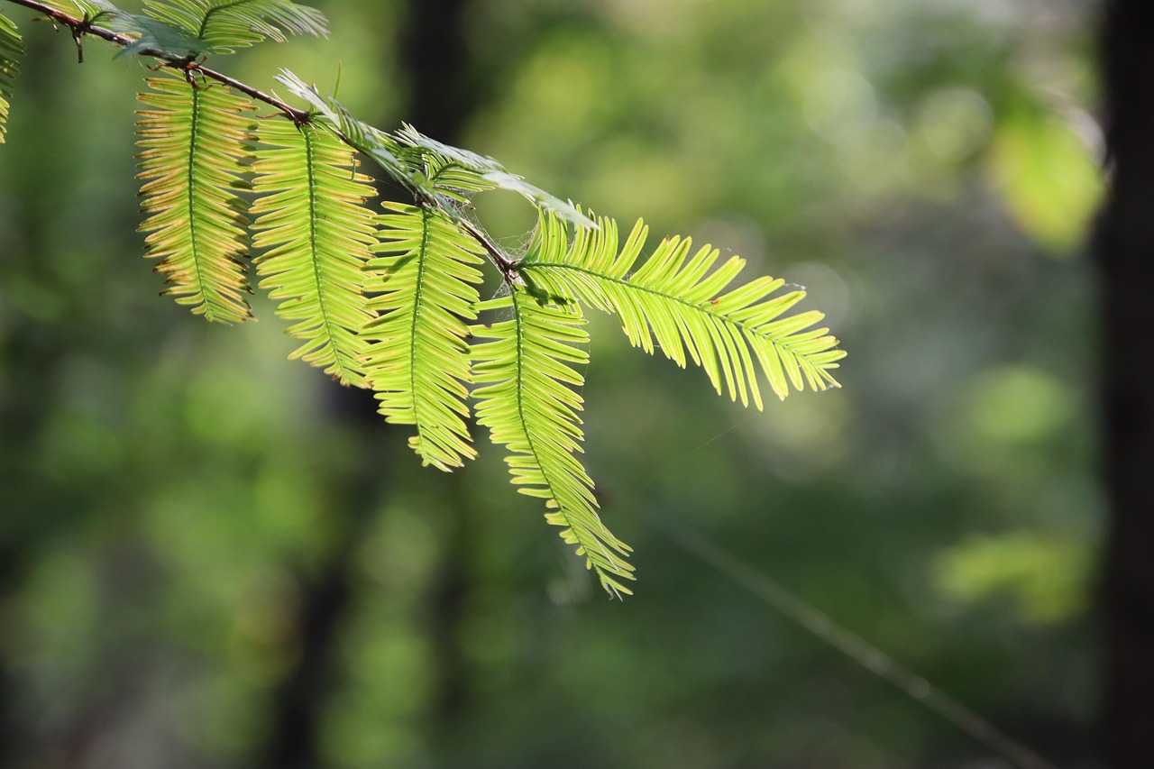 leaves nature botany foliage dawn redwood flora branches forest
