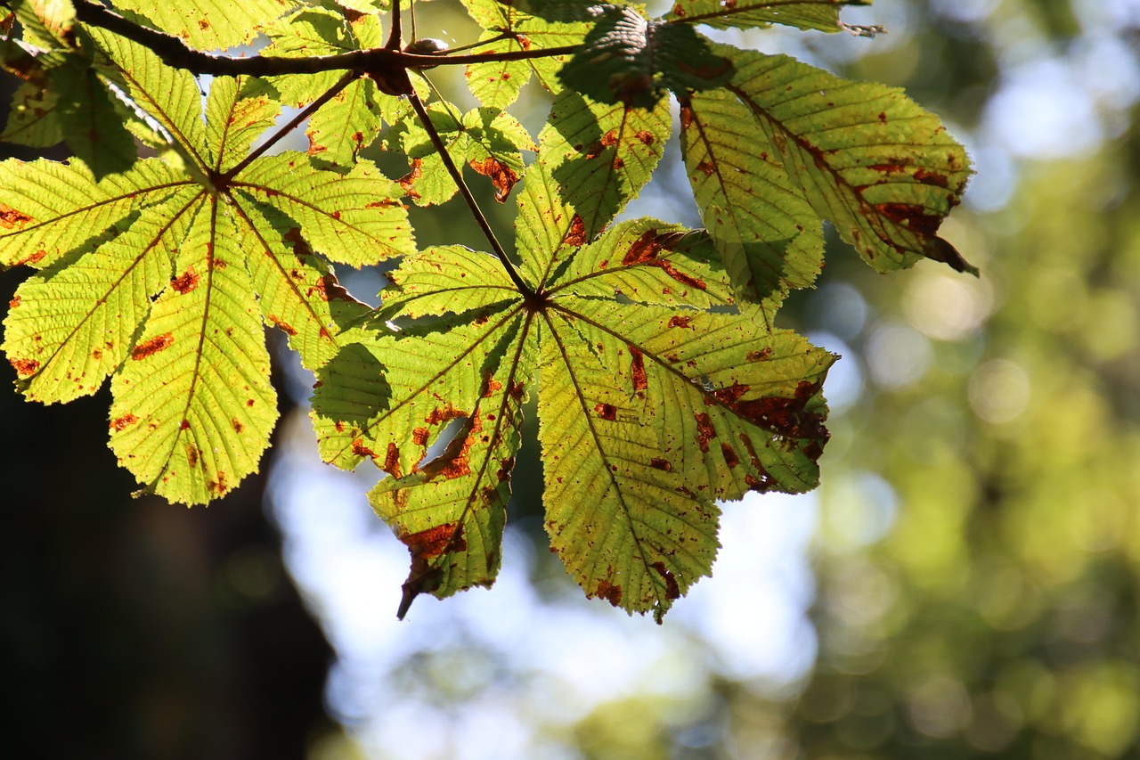 autumn forest nature leaves tree chestnut discoloration botany seasonal season fall
