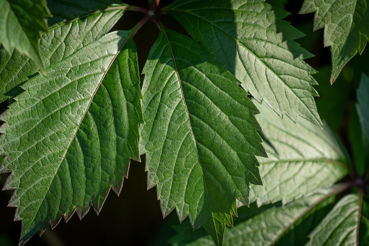 leaves green tree elm hanging elm nature structure close up