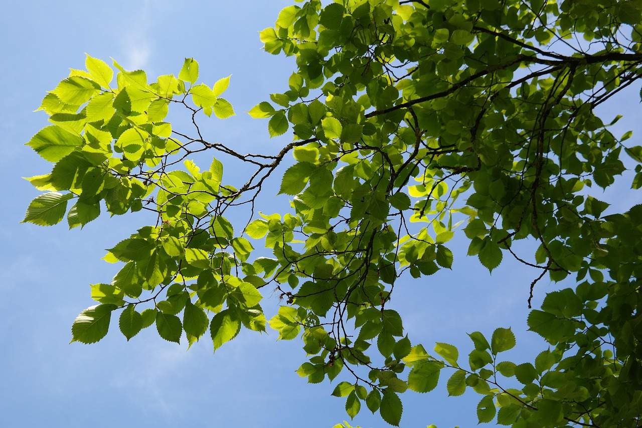 leaves nature green tree mountain elm ulmus glabra ulmus scabra ulmus montana elm ulmus elm family ulmaceae branch