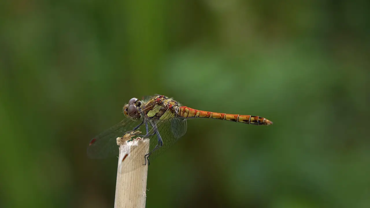 dragon-fly insect heidelibelle blood-red heather dragonfly sailing dragonfly