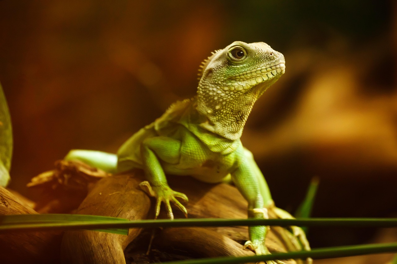 lizard animal nature zoo chinese water dragon asian water dragon thai water dragon green water dragon reptile wildlife fauna wilderness