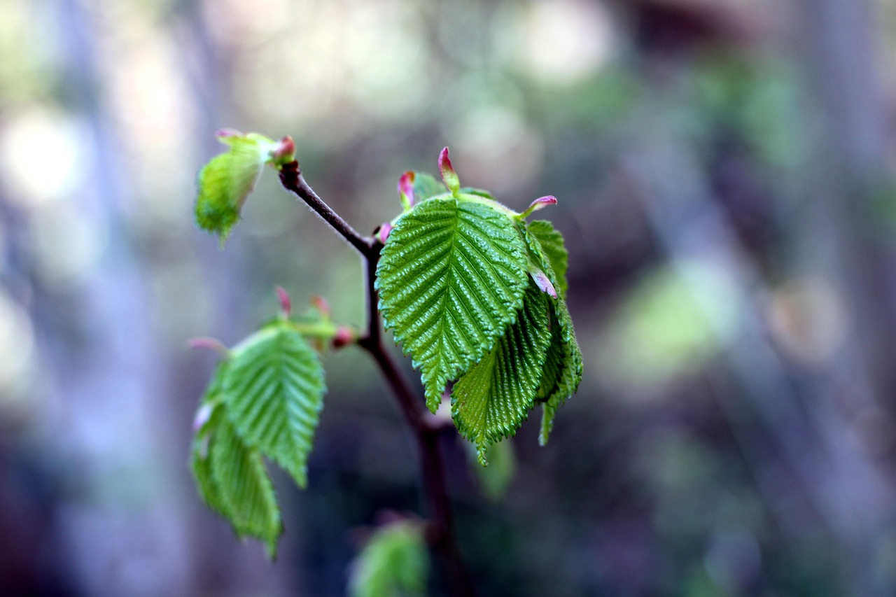 leaves mountain elm nature close up macro growth plants flora outdoors
