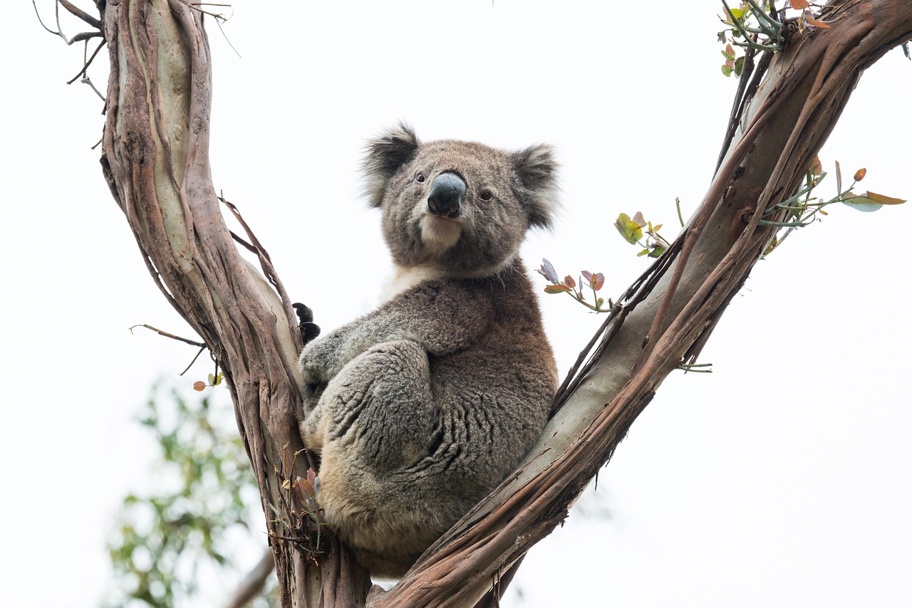 koala marsupial animal wildlife photography animal world australia wildlife australian nature wild tree gumtree fur sitting koala koala koala koala koala australia australia