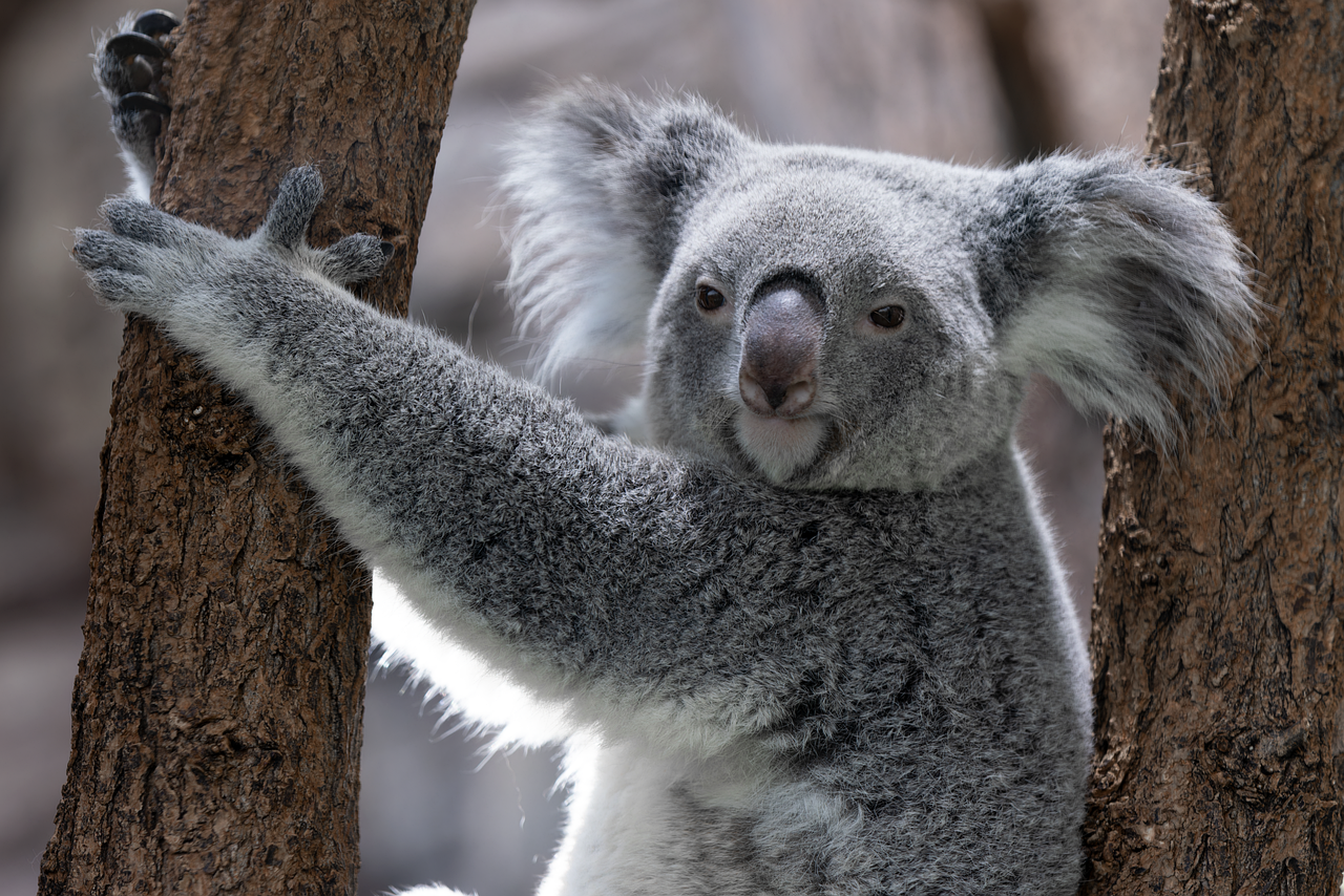 koala koala bear marsupial adorable cute furry fur fluffy
