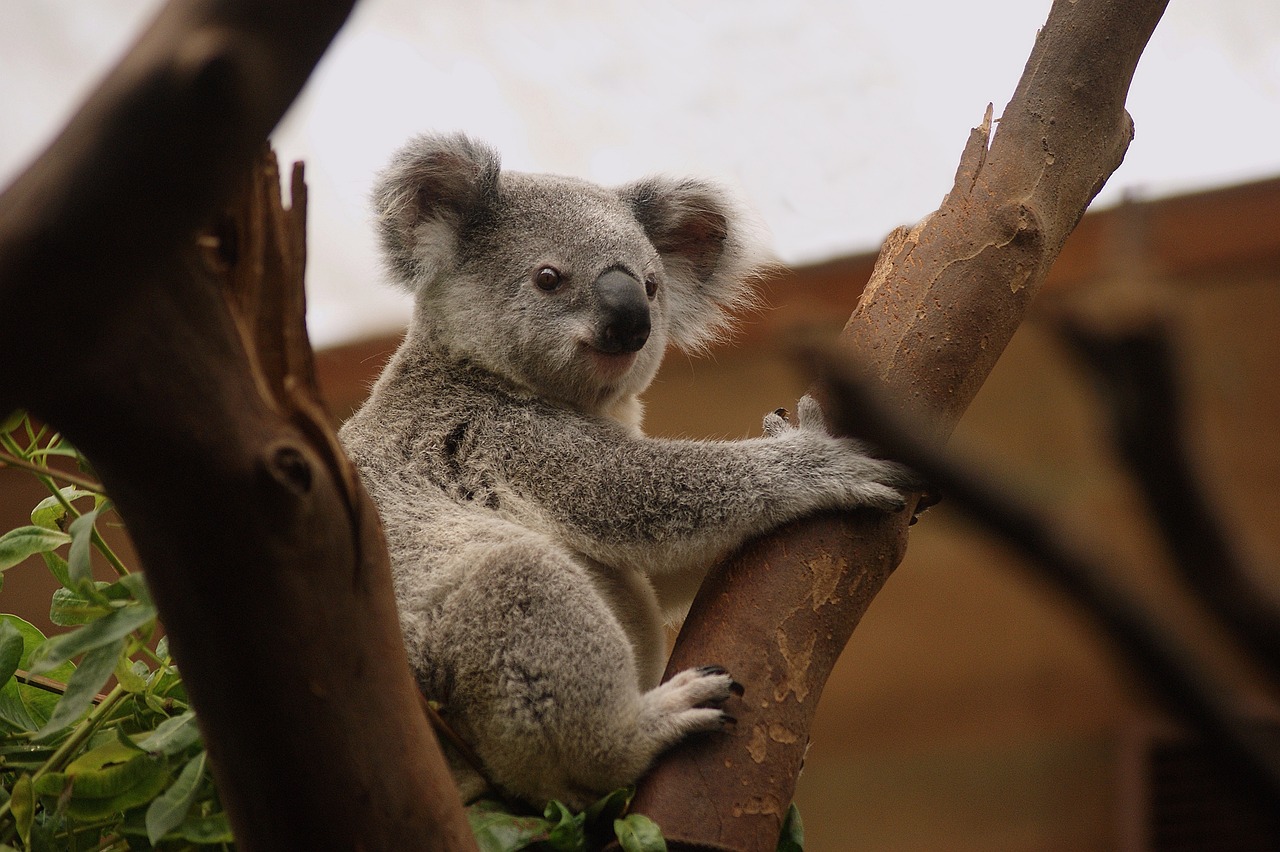 koala marsupial animal mammal wildlife nature fur koala bear pouch eucalyptus australia conservation koala koala koala koala koala australia