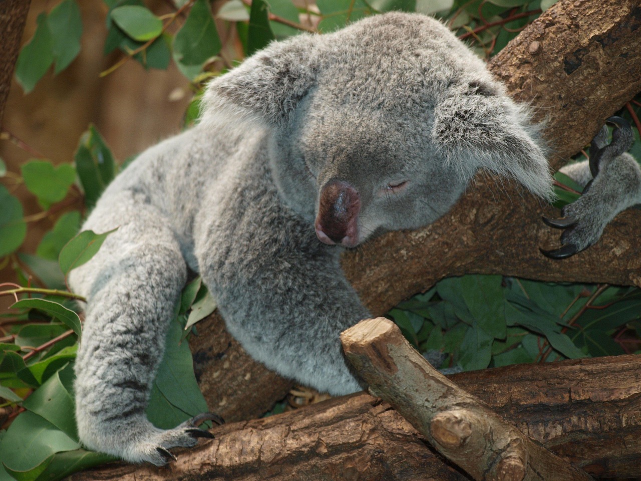 koala animal sleeping asleep koala bear mammal marsupial wildlife fauna wilderness forest nature koala koala koala koala koala sleeping