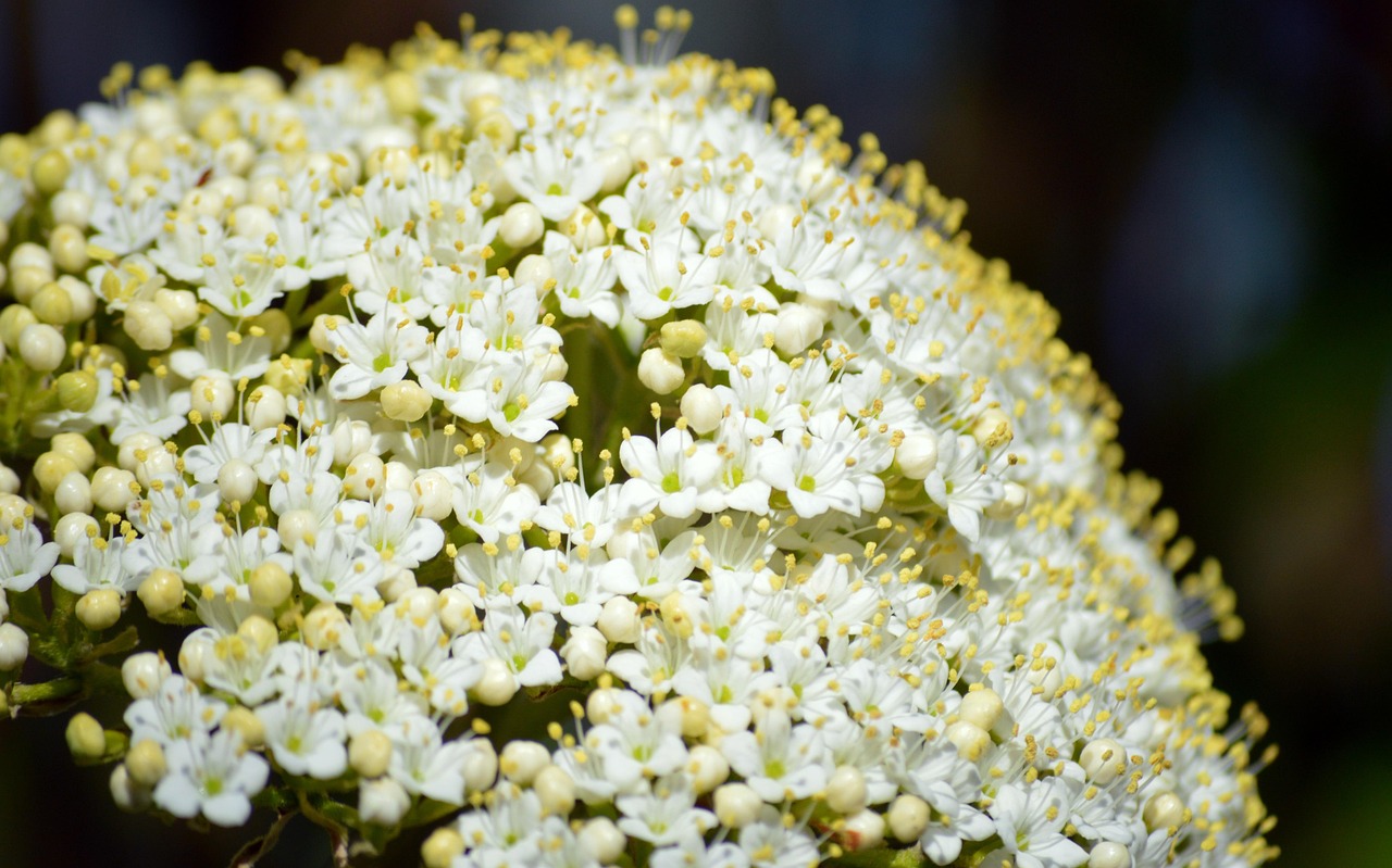 sambucus nigra elderflower elderberry buds shrub bush ornamental shrub black elder elder blossoms sambucus elderberry blossoms white holder bush inflorescences holler inflorescence white green musk herbs