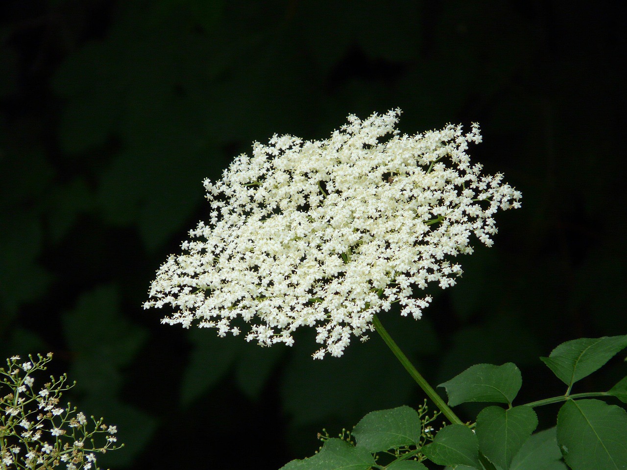 blossom nature bloom white black elder elder shrub tree