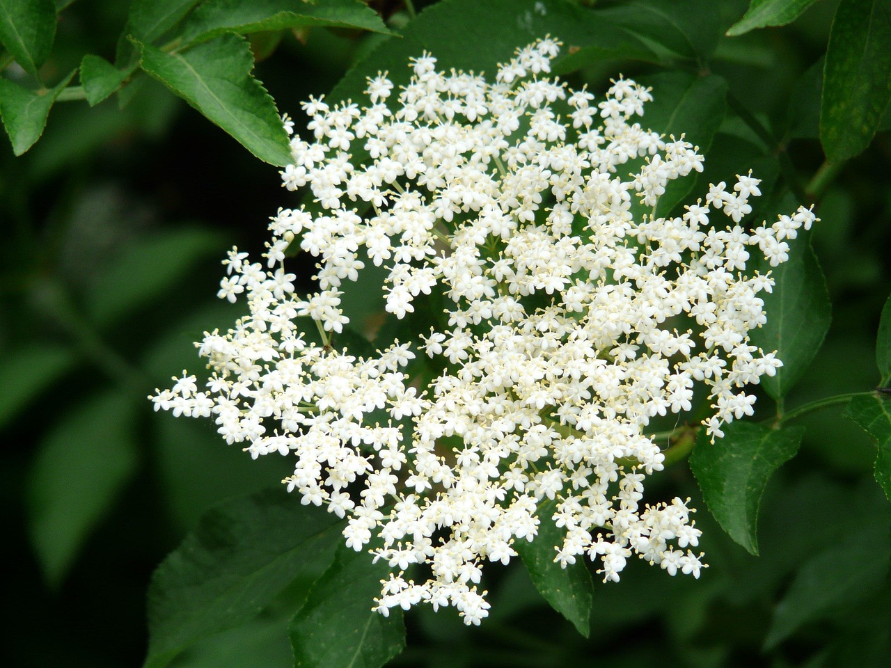 blossom bloom nature white black elder elder shrub tree