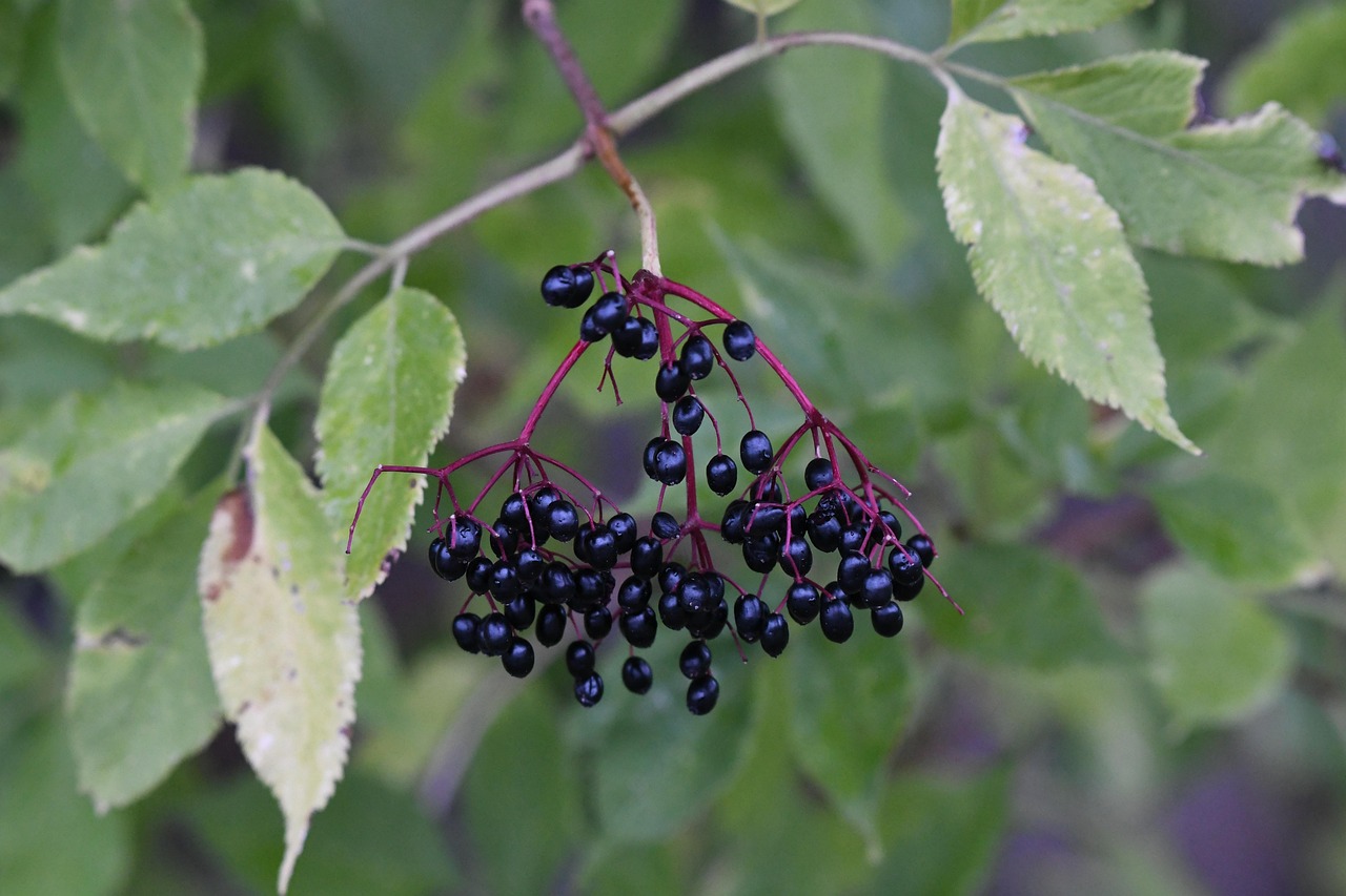 elderberry elder bush flora elderberry elderberry elderberry elderberry elderberry