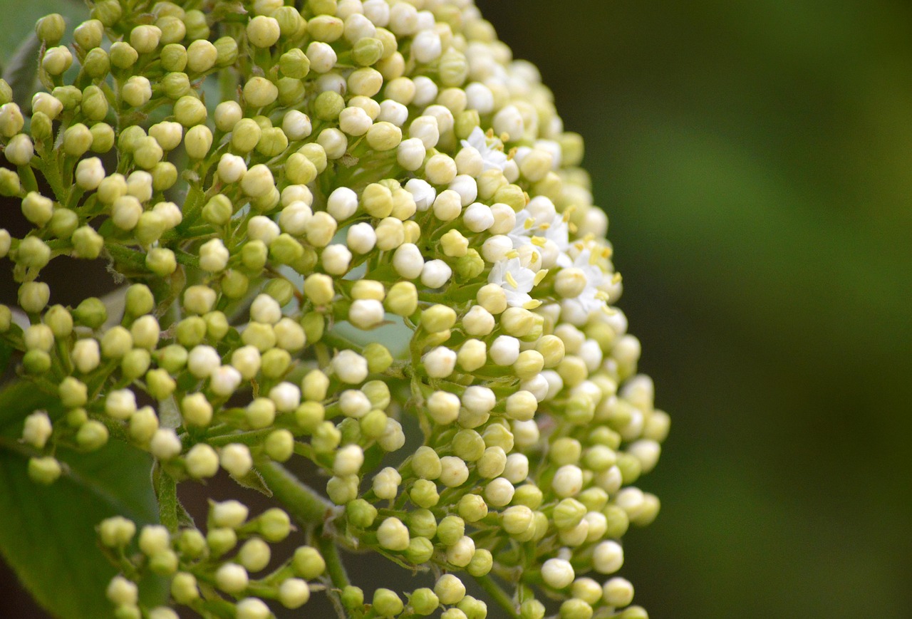 elderflower elderberry buds elder shrub blossom bloom sambucus nigra sambucus bush ornamental shrub inflorescence musk herbs holder bush inflorescences holler black elder white green branch remedies elderberry blossoms white