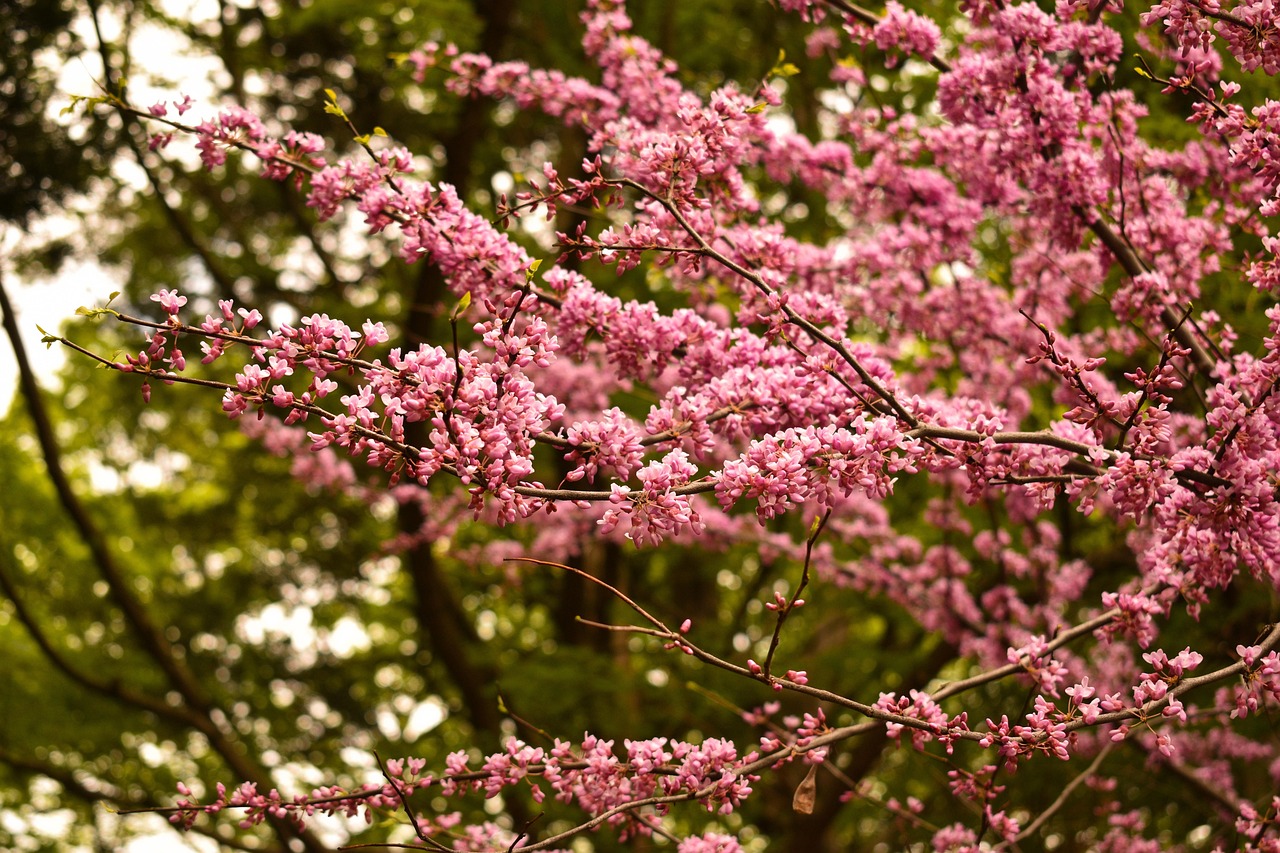 redbud tree pink flourish nature magical bloom blooming blossom eastern natural bokeh blur landscape spring green branch redbud redbud redbud redbud redbud
