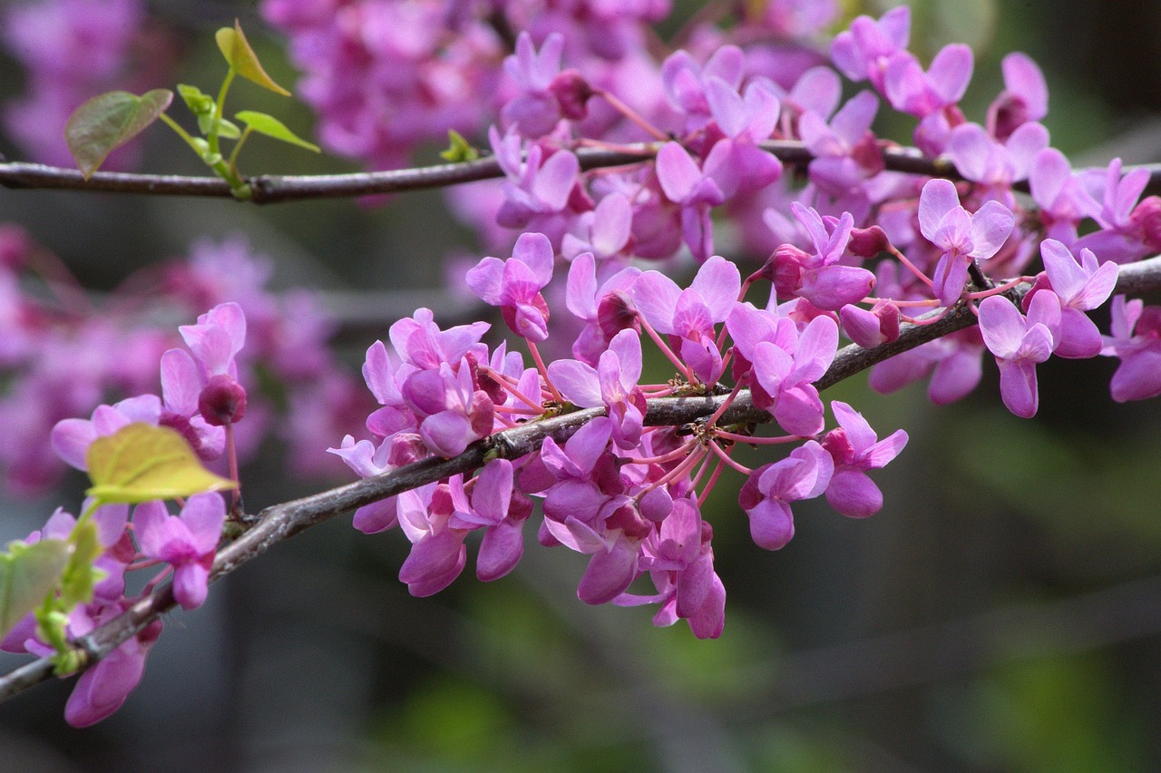 arkansas redbud blossoms redbud tree flowers blossoms arkansas nature bloom plants macros spring pink flower background flower wallpaper purple branch blooming deciduous cercis beautiful flowers canadensis buds magenta spicewood understory eastern ornamental
