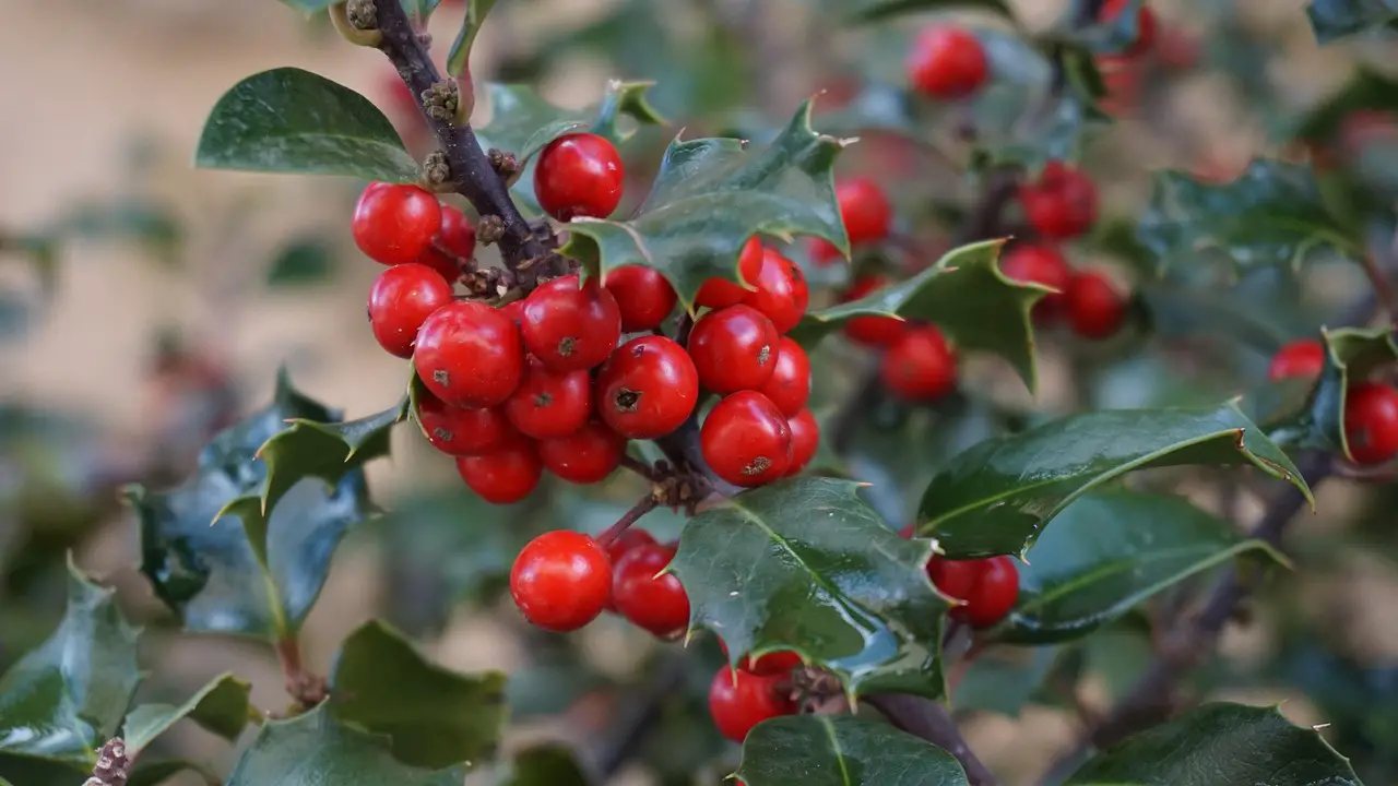 holly tree houx stechpalme holly boix grèvol christmas holly tree holly tree holly holly holly holly holly christmas christmas christmas