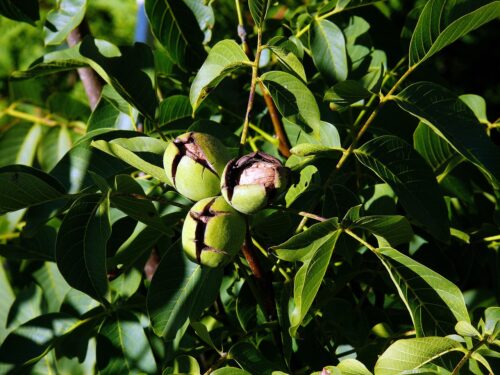 English Walnut Tree Growth Rate and Nut Harvesting