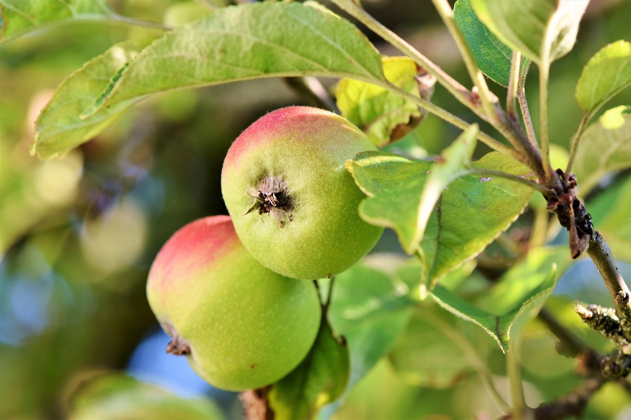 apple fruits food nature leaves organic fresh harvest healthy produce ripe apple tree branch