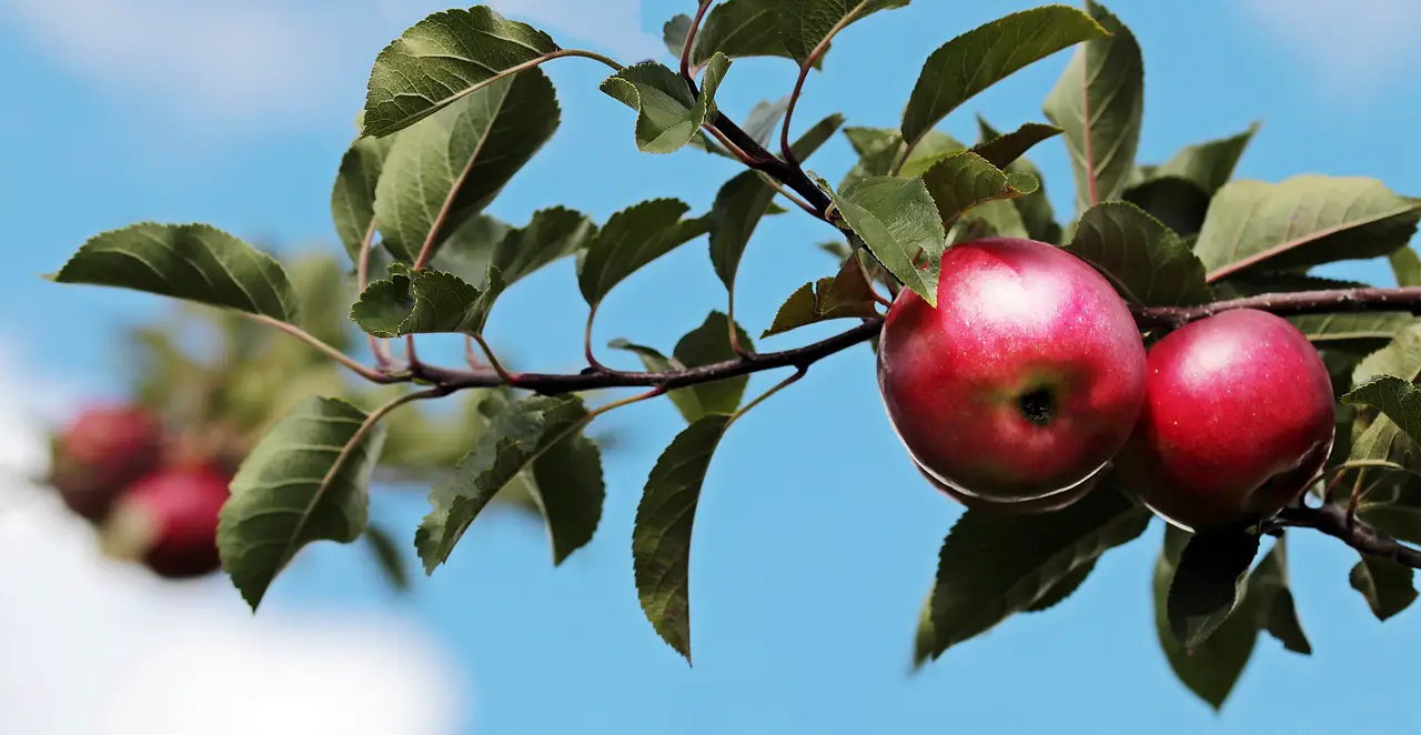 apples apple tree fruits orchard ripe apples apples apples apples apples apple tree apple tree apple tree apple tree fruits