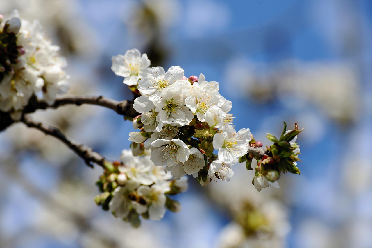 tree blossoms apple blossoms white flowers bloom blossom white petals flora nature apple tree spring apple tree flowers branch spring flowers apple blossoms apple blossoms apple blossoms apple tree apple tree apple tree apple tree apple tree