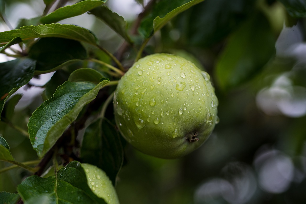 apple fresh tree apple orchard orchard green apple raindrops wet fruit fresh apple fresh fruit nature produce organic harvest branch leaves