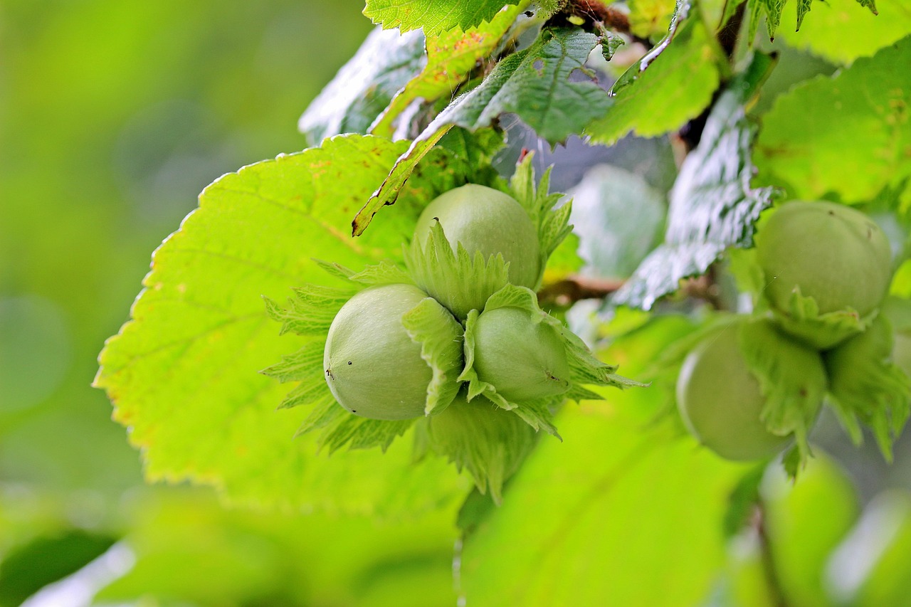 hazelnuts common hazel corylus avellana hazelnut bush unripe fruit