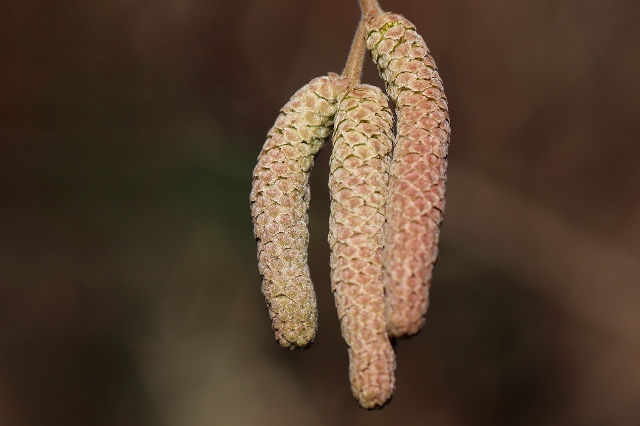hazelnut plant close-up