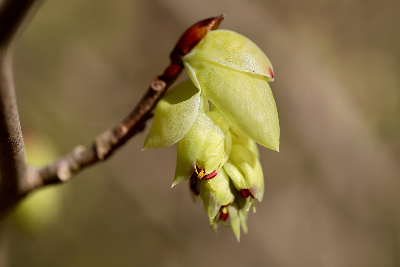 hazel bud winter hazel hazel blossom spring awakening hazel bush blossom bloom branch tree plant nature