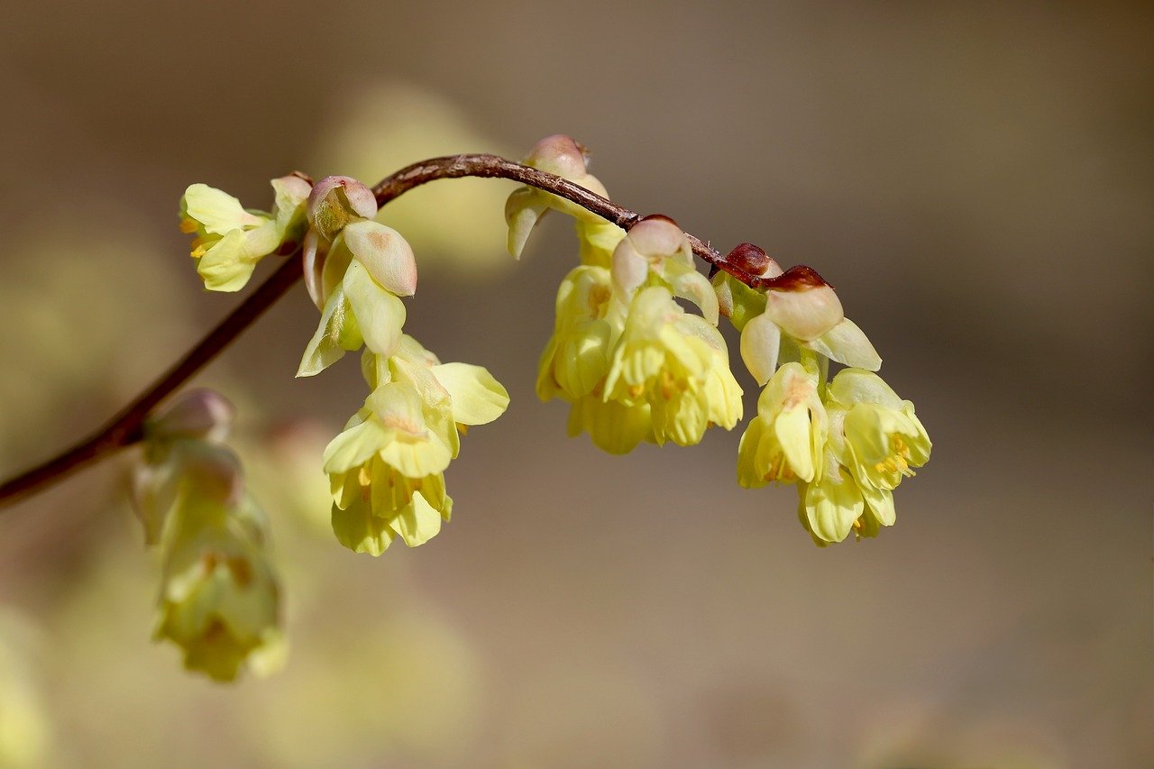 hazel blossom spring awakening hazel bush blossom bloom branch flowering branch tree plant nature