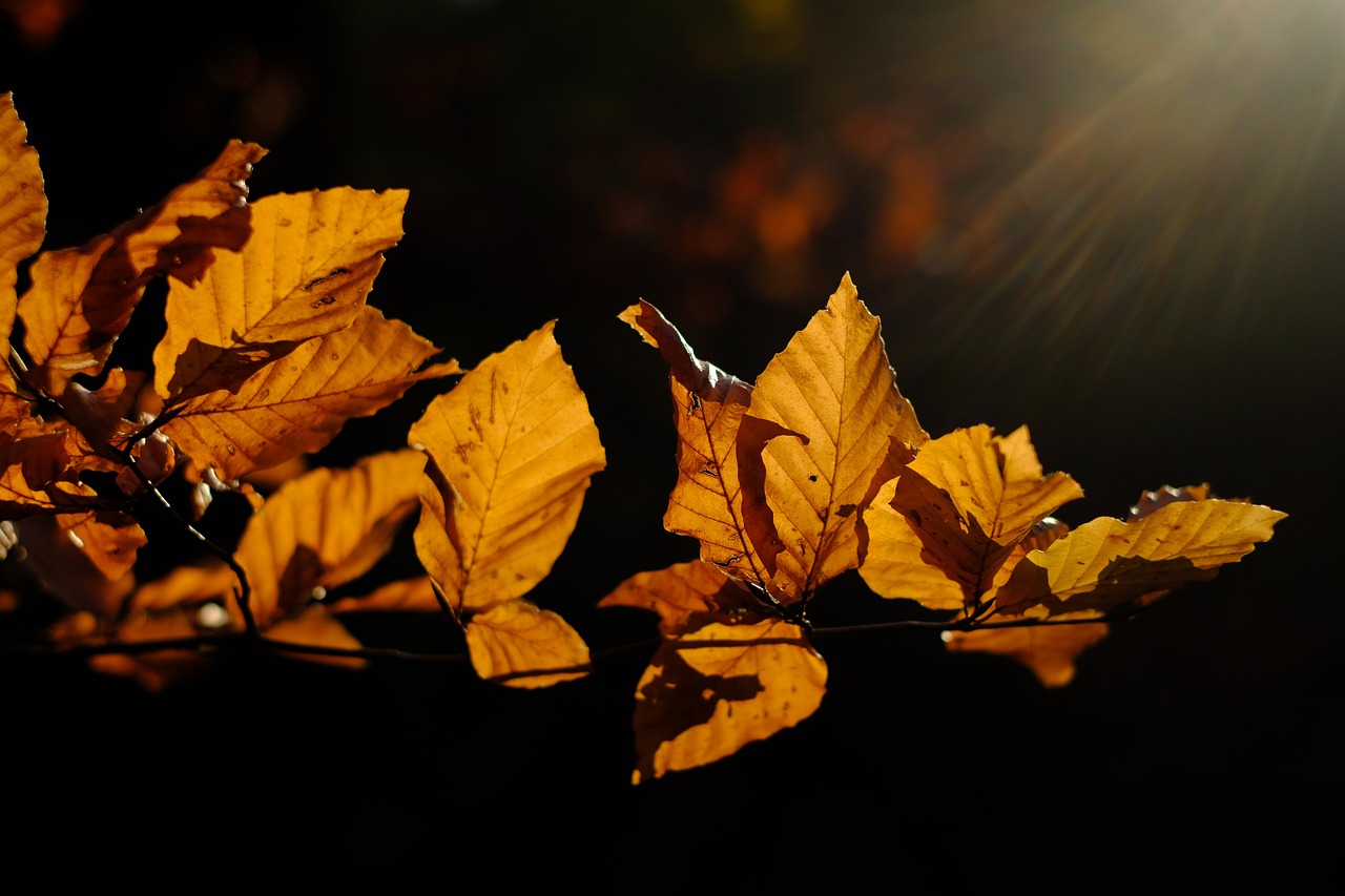 leaves branch hornbeam autumn color autumn mood nature golden october autumn