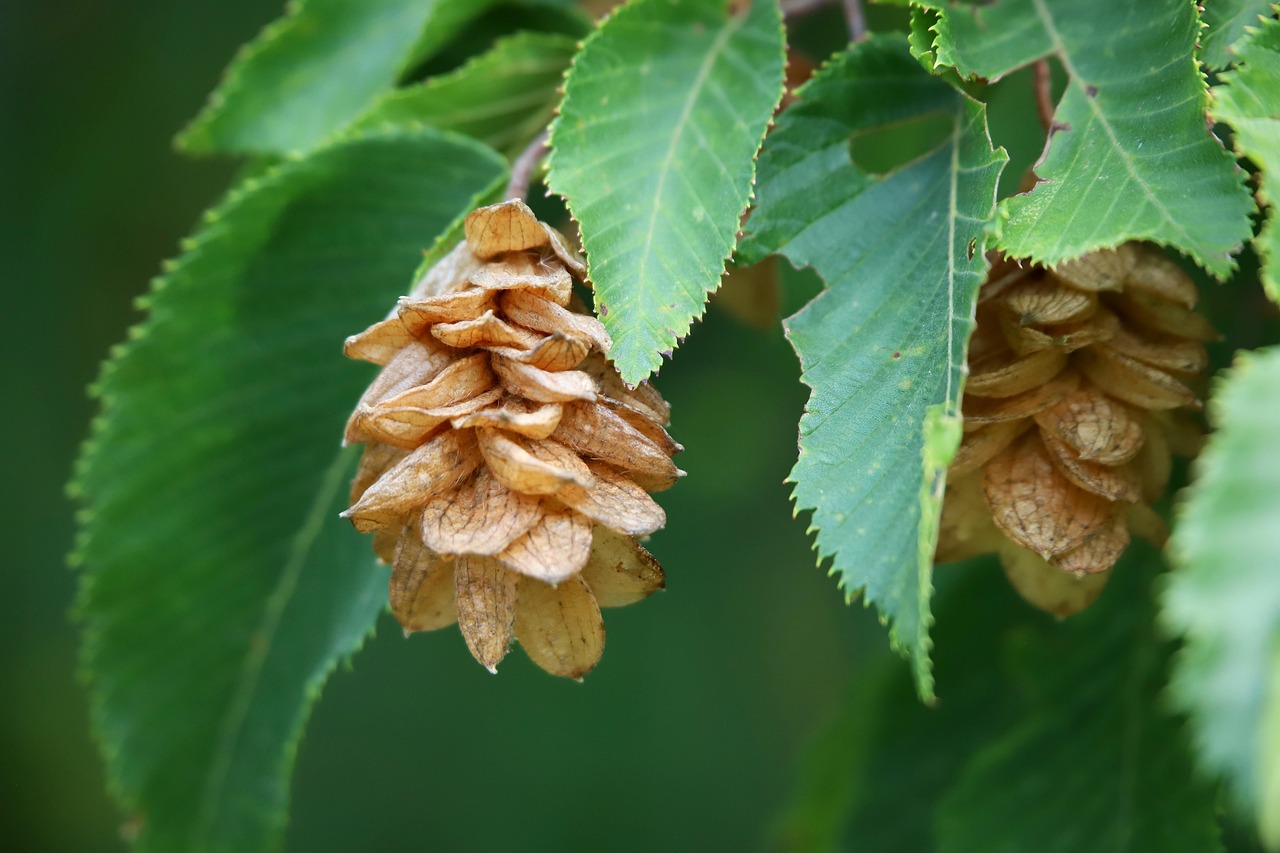 eastern hop hornbeam hop hornbeam american hop-hornbeam ironwood leverwood wooly hop hornbeam ostrya virginiana deciduous tree tree beech nature close up macro