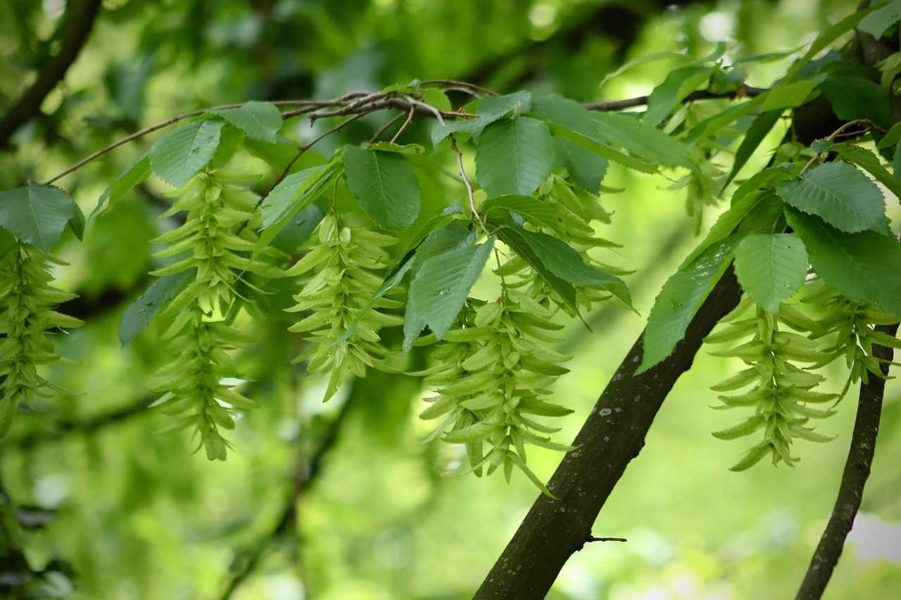 hornbeam carpinus betulus horn tree leaves european hornbeam seed stand nature tree fruits hornbeam hornbeam hornbeam hornbeam hornbeam carpinus betulus carpinus betulus carpinus betulus carpinus betulus carpinus betulus