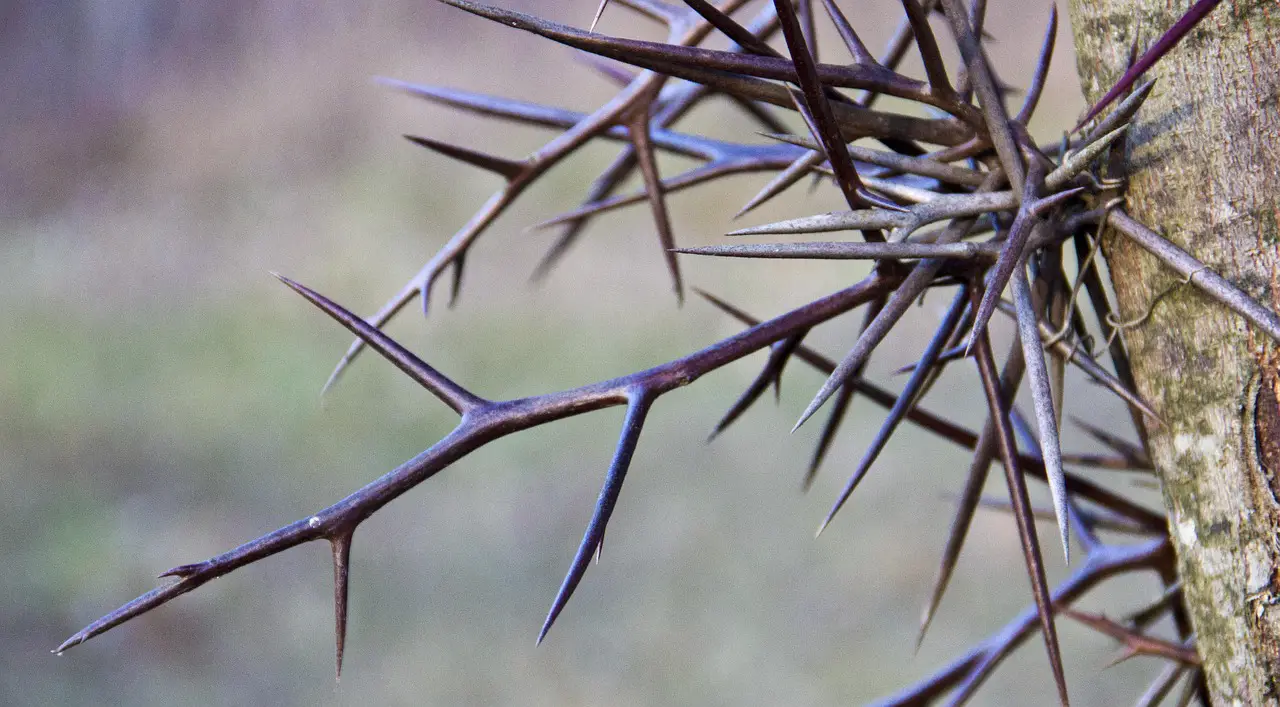 tree thorn thorns nature plant locust honey locust thorn thorns thorns thorns honey locust honey locust honey locust honey locust