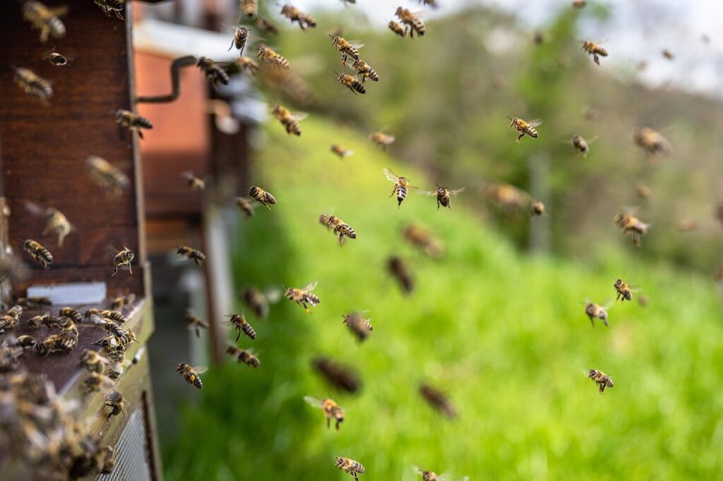 Locust Bee Top 7 Tips for Fast-Growing Honey Locust Trees: Shade, Screening, and ...