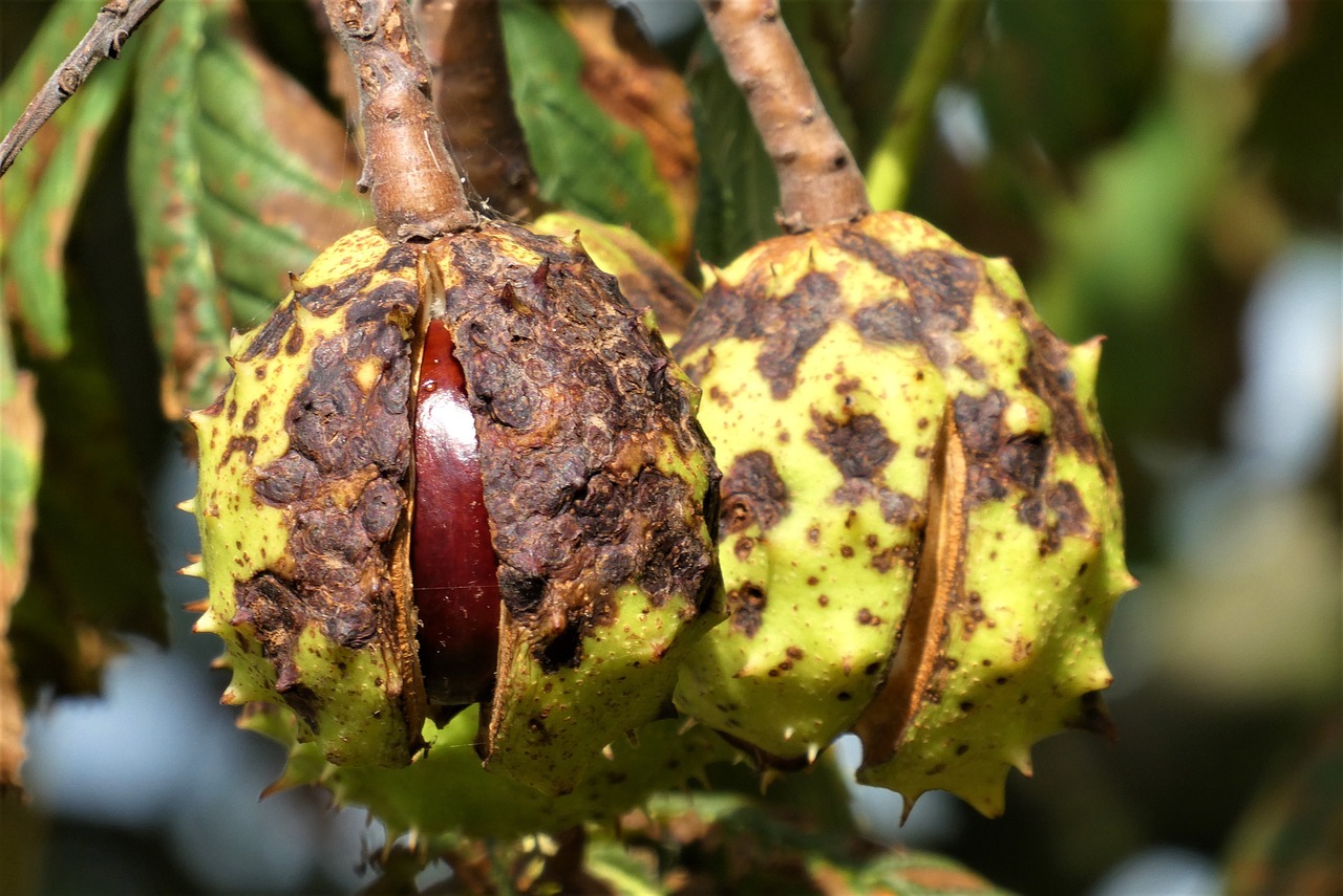 horse chestnuts fruits tree horse chestnut tree conker tree european horse chestnut wild chestnut nature autumn