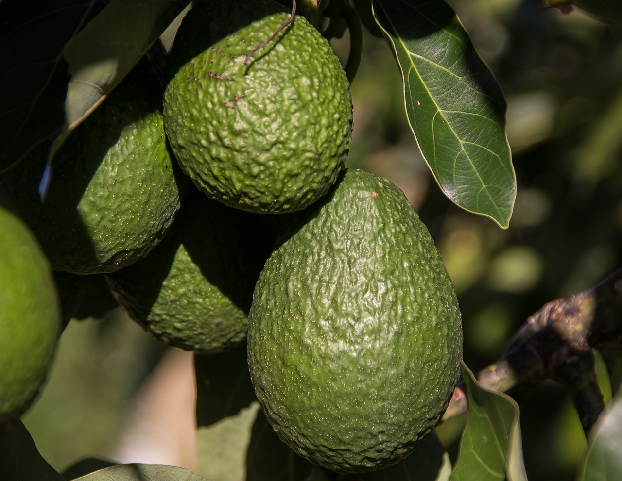 avocados fruit healthy growth organic hass avocado persea americana