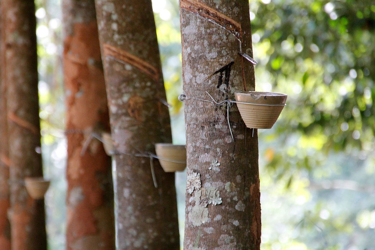 resin resin extraction tree tree bark nature rubber extraction
