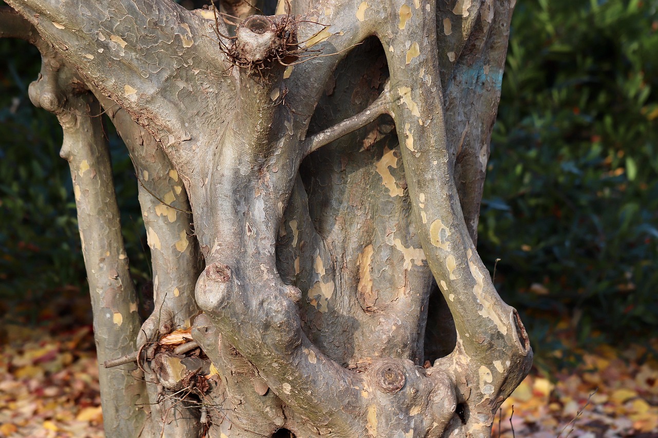 ironwood tree tree bark nature tree trunk wood bark old tree tribe structure brown gnarled