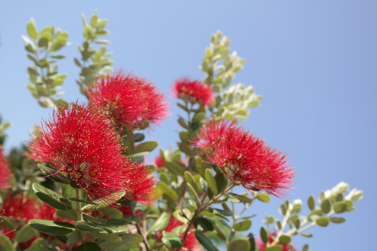 blossom bloom red blooming ironwood tree christmas tree metrosideros excelsa metrosideros tomentosa myrtle plant myrtaceae new zealand christmas tree pohutukawa street tree green tree ornamental wood brush ironwood metrosideros pohutukawa pohutukawa pohutukawa pohutukawa pohutukawa