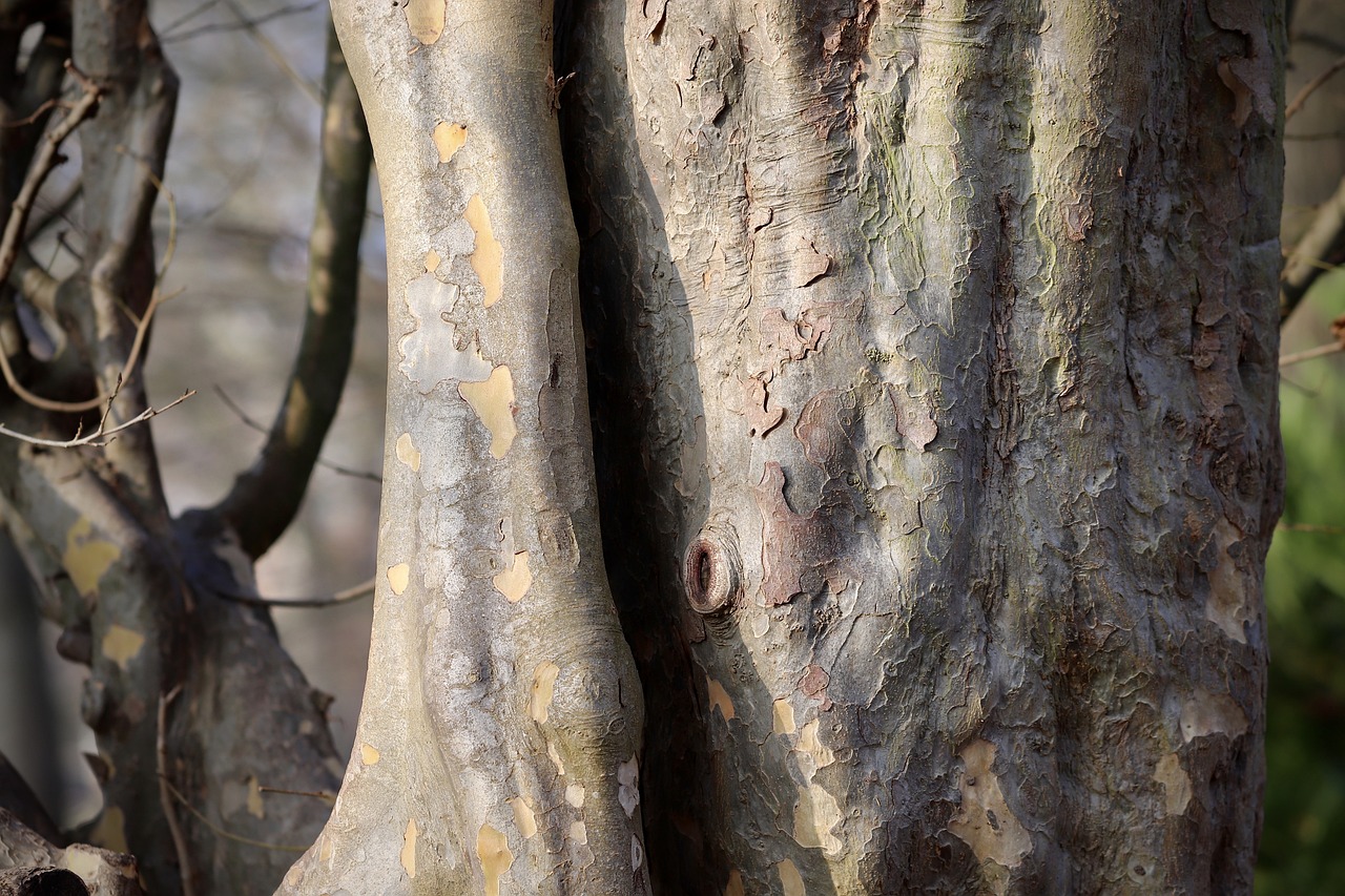 ironwood tree parrotia persica tree bark structure bark texture iron tree ironwood tree ironwood tree parrotia persica tree bark tree bark tree bark tree bark tree bark