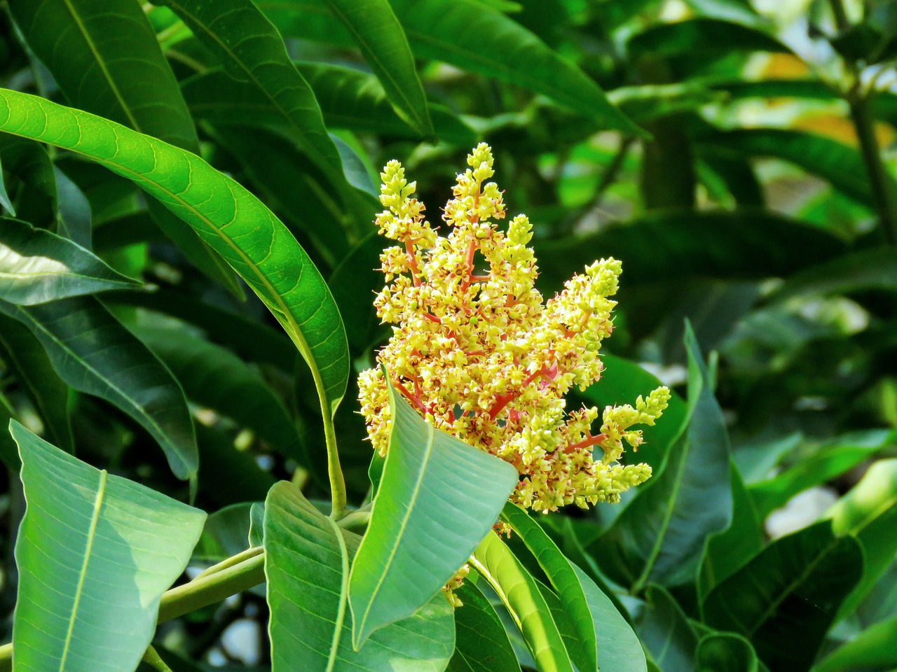 growth greens mango leaves green leaves nature tree organic sweet yellow mango flowers mango buds growing indian tree indian summer green growth green leaves