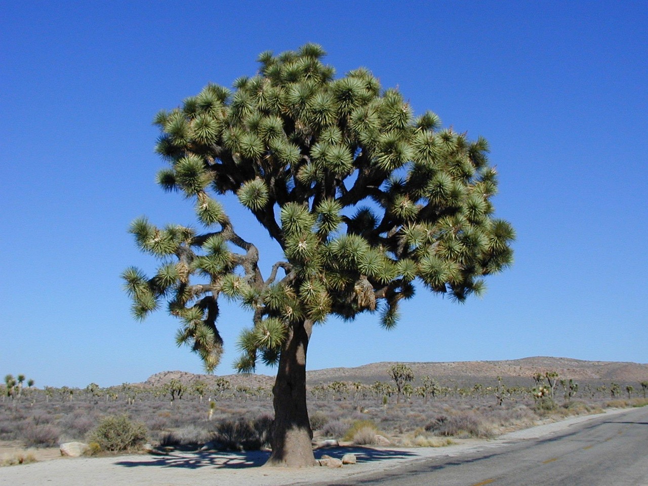 joshua tree nature joshua tree national park national park josua tree