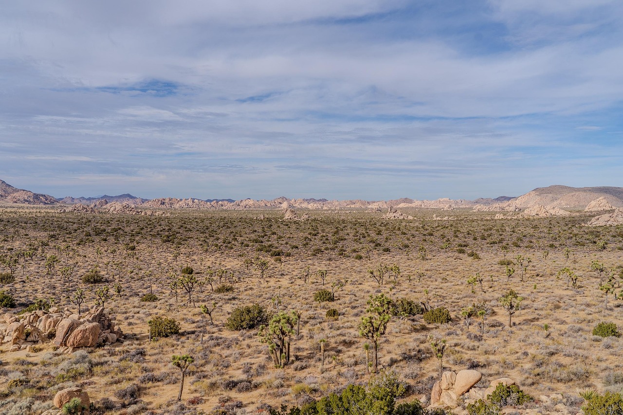 desert sand arid joshua tree nature landscape