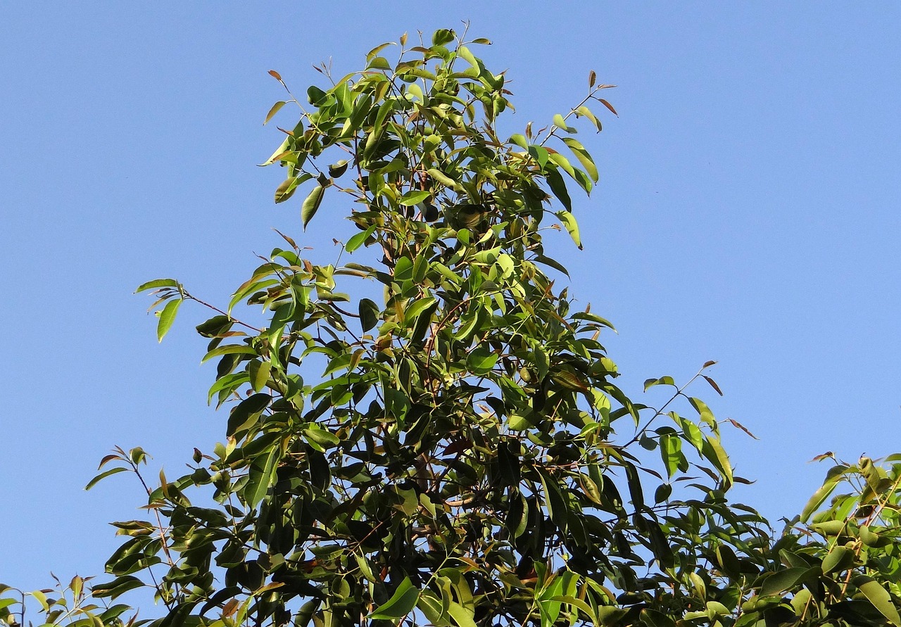 jamun tree syzigium cumini nature blackberry tree india berry dharwad leaves blue sky foliage sky blue