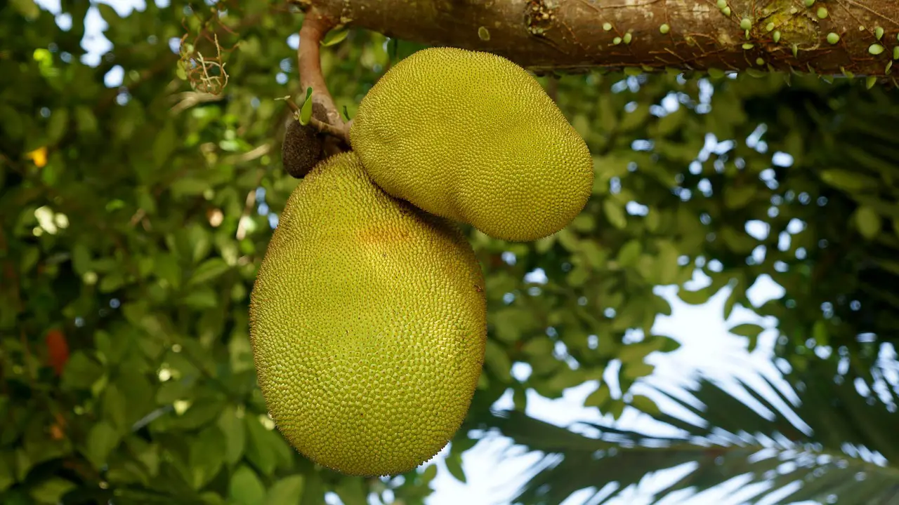 jackfruit fruit tree food nature jackfruit jackfruit jackfruit jackfruit jackfruit