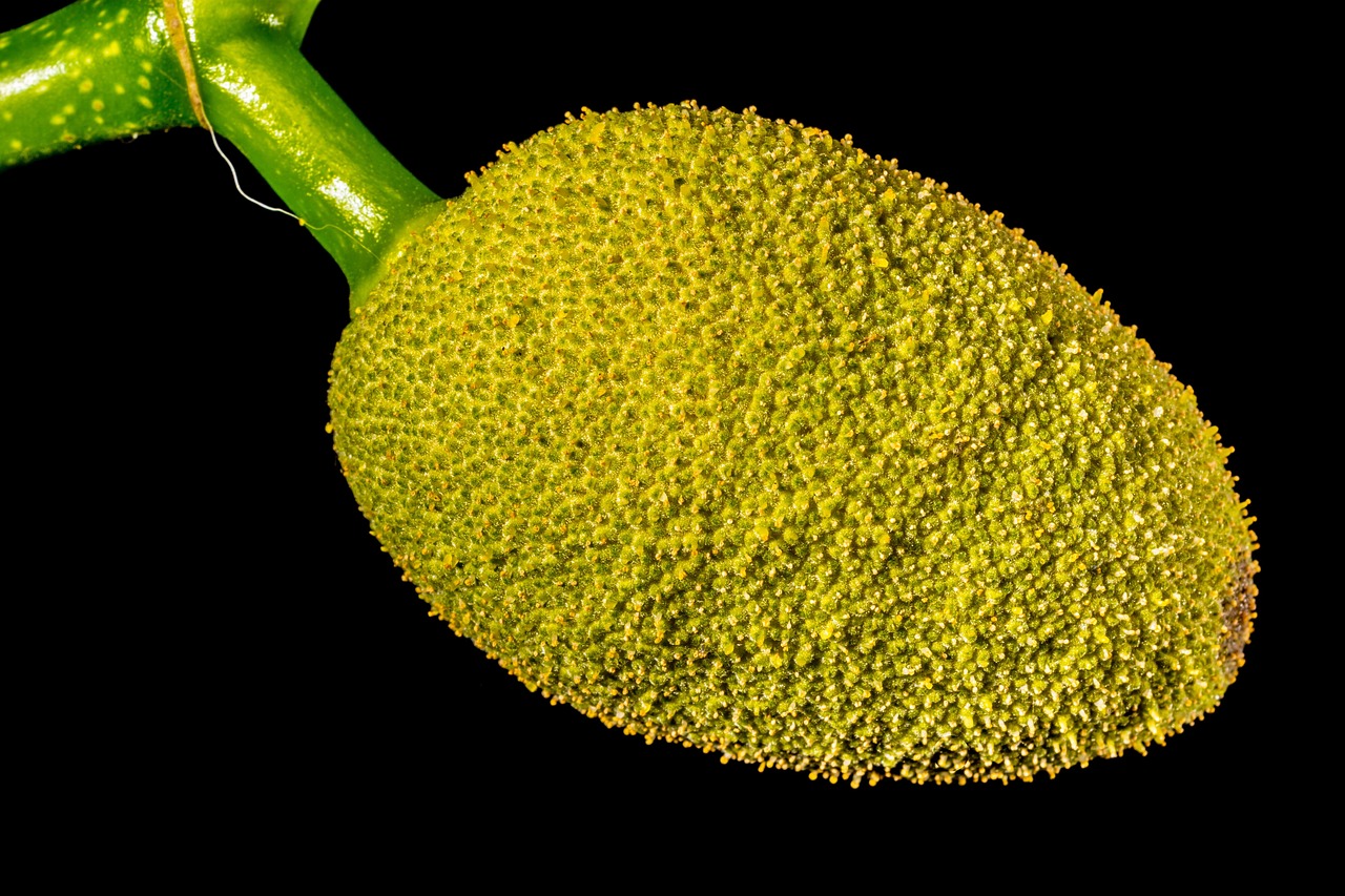 jackfruit young jackfruit jack fruit tropical close up jackfruit jackfruit jackfruit jackfruit jackfruit jack fruit jack fruit