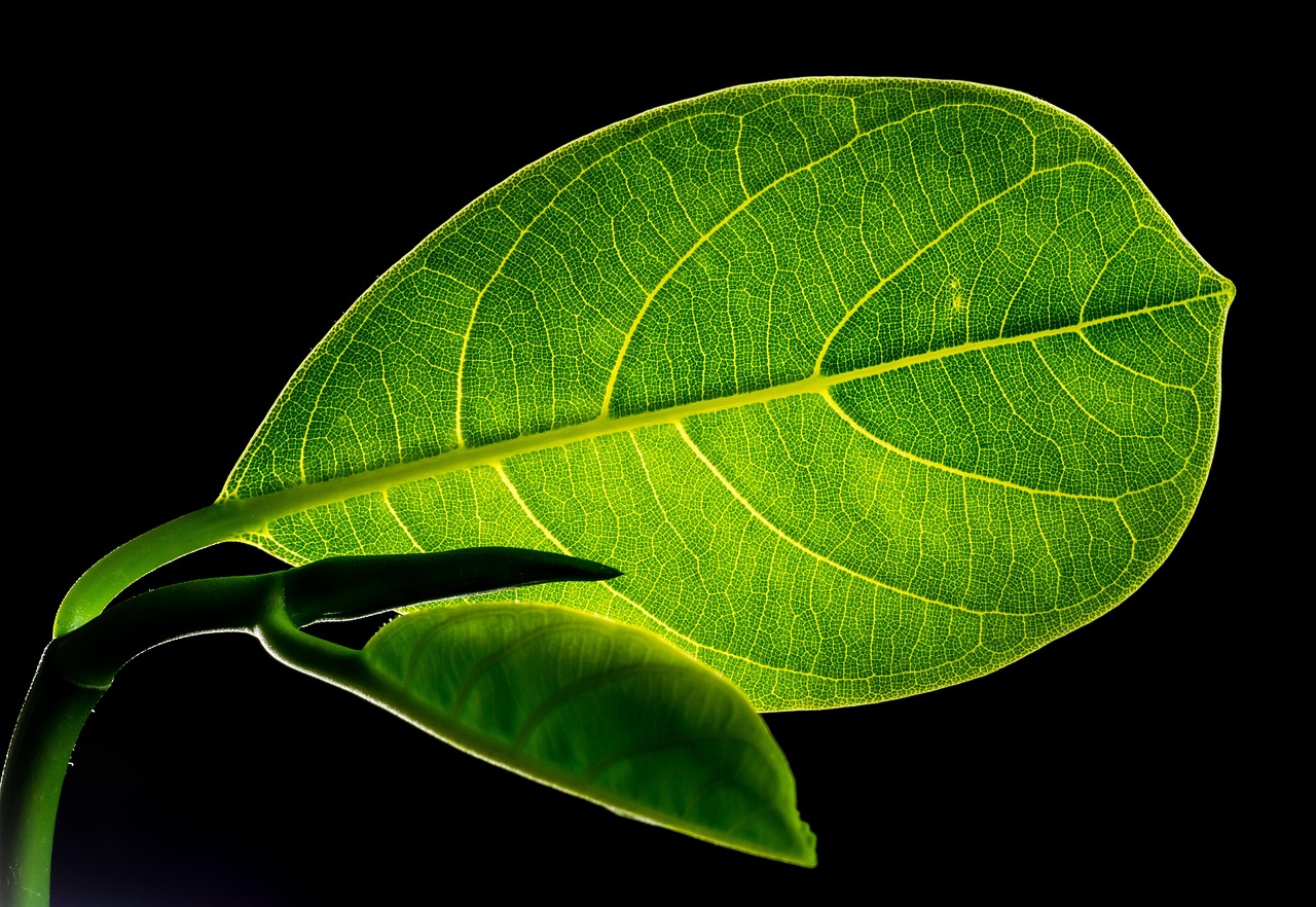 leaves jackfruit plant flora nature closeup leaves leaves leaves leaves leaves jackfruit jackfruit jackfruit plant plant plant plant nature