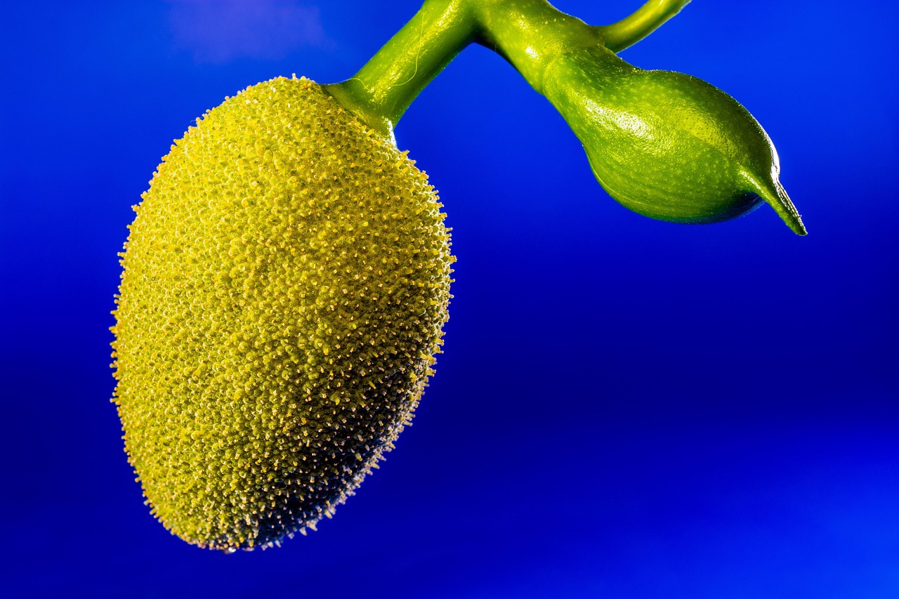 jackfruit young jackfruit jack fruit tropical close up jackfruit jackfruit jackfruit jackfruit jackfruit jack fruit jack fruit jack fruit