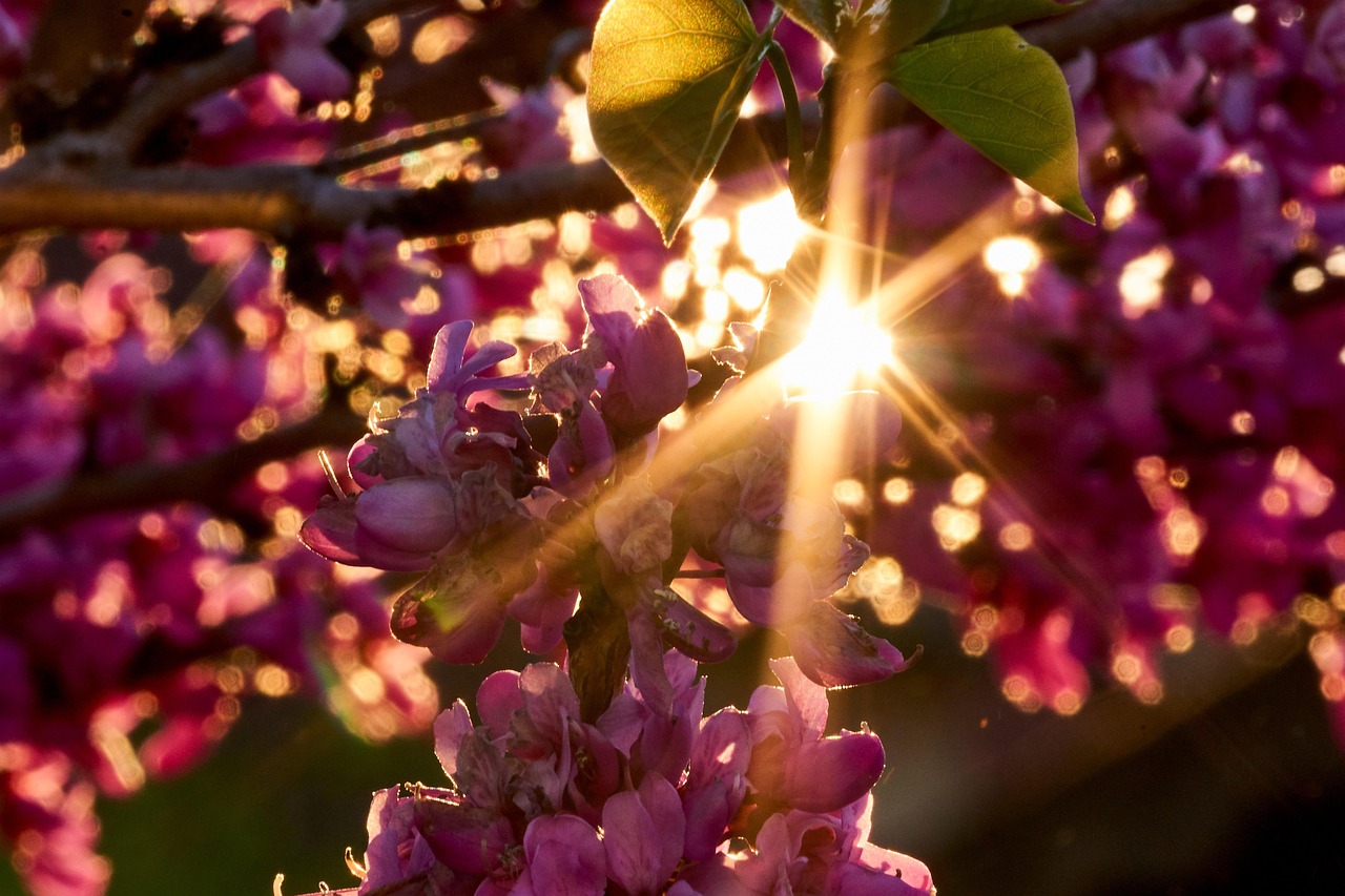 backlighting sun sunset mood leaf heart heart shape judas tree tree judas blossom tree nature beautiful cercis ordinary judas tree cercis siliquastrum spring bloom love heart leaf in love pink